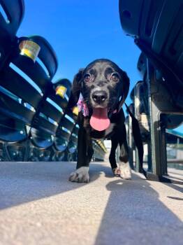 Sugar -  German Shorthaired Pointer Dog for Adoption in Palm Springs, Florida - Sugar | PetCurious