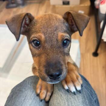 Rescue Dachshund Dogs for Adoption in Allen, Texas - Henrietta | PetCurious