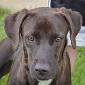 Adam -  Black Labrador Retriever and Pointer Dog for Adoption in Huntley, Illinois - Adam | PetCurious