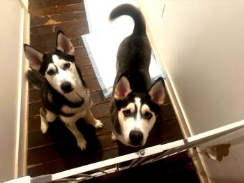 LUCA & SHADOW -  Husky Dog for Adoption in New York, New York - LUCA & SHADOW | PetCurious
