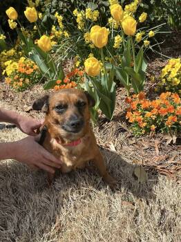 Miniature Dachshund and Chihuahua Dogs Available for Adoption in Williamsburg, Virginia - Iris | PetCurious