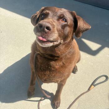 Mocha -  Labrador Retriever Dog for Adoption in Chattanooga, Tennessee - Mocha | PetCurious