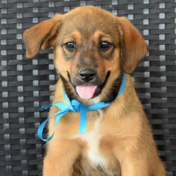 CT Chewie -  Shepherd and Mixed Breed Dog for Adoption in Eastford, Connecticut - CT Chewie | PetCurious