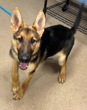 Finn -  German Shepherd Dog Dog for Adoption in Dacula, Georgia - Finn | PetCurious