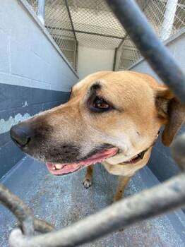 Black Mouth Cur and Mixed Breed Dogs Available for Adoption in Daytona Beach, Florida - Zayda - 2 | PetCurious