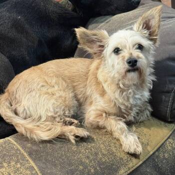 Tulip -  Terrier and Chihuahua Dog for Adoption in Pelham, New Hampshire - Tulip | PetCurious