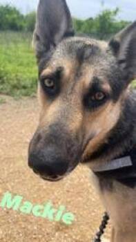 German Shepherd Dog Dogs Available for Adoption in Denton, Texas - Mackie | PetCurious