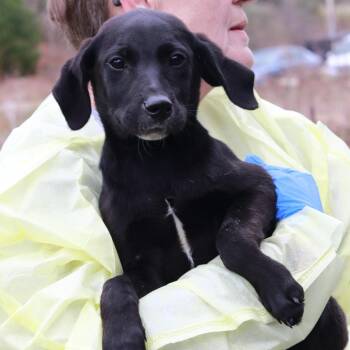 Labrador Retriever and Mixed Breed Dogs Available for Adoption in Stormville, New York - CT Vienna | PetCurious