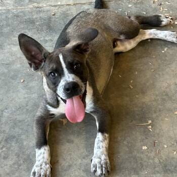 Blaze -  Australian Cattle Dog Blue Heeler Dog for Adoption in Okolona, Mississippi - Blaze | PetCurious