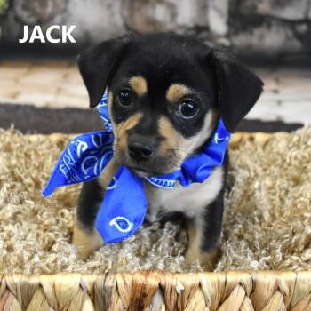 Chihuahua and Mixed Breed Dogs Available for Adoption in Yuma, Arizona - Blackie/Jack | PetCurious