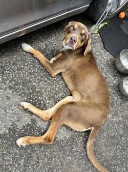Shark -  Mixed Breed Dog for Adoption in Memphis, Tennessee - Shark | PetCurious