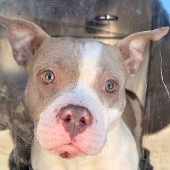 Mama Wanda -  Pit Bull Terrier Dog for Adoption in Philadelphia, Pennsylvania - Mama Wanda | PetCurious