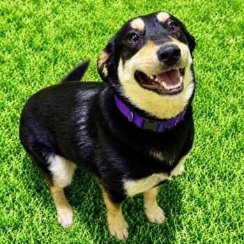 Remington -  German Shepherd Dog Dog for Adoption in Battle Creek, Michigan - Remington | PetCurious