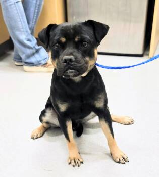 26-467 -  Puggle Dog for Adoption in Lindenhurst, New York - 26-467 | PetCurious