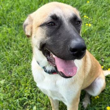 Serenity -  German Shepherd Dog and Great Pyrenees Dog for Adoption in Krum, Texas - Serenity | PetCurious