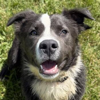 Koala -  Terrier Dog for Adoption in Jefferson, Wisconsin - Koala | PetCurious
