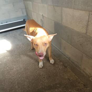 SCFL-Stray-67093 -  Mixed Breed Dog for Adoption in Lake Panasoffkee, Florida - SCFL-Stray-67093 | PetCurious