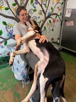 Bluetick Coonhound Dogs Available for Adoption - Riley 26 | PetCurious