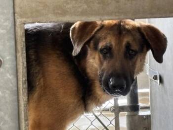 MIGHTY -  German Shepherd Dog Dog for Adoption in San Bernardino, California - MIGHTY | PetCurious