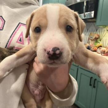 Grady -  German Shepherd Dog and Cattle Dog Dog for Adoption in Austin, Texas - Grady | PetCurious