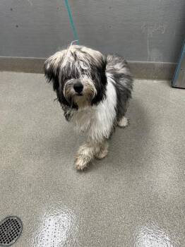TIFFANY -  Bernese Mountain Dog and Poodle Dog for Adoption in Las Vegas, Nevada - TIFFANY | PetCurious