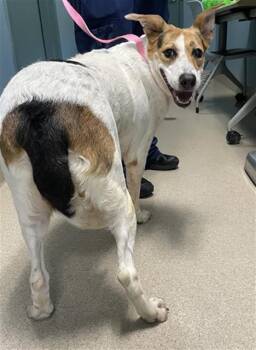 Rescue Mixed Breed Dogs for Adoption in Newton, North Carolina - SYBIL | PetCurious