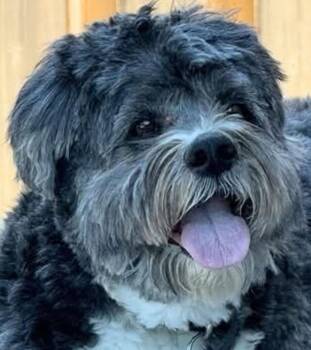 Shih Tzu and Border Collie Dogs Available for Adoption in Minesing, Ontario - TITAN | PetCurious