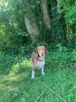 Beagle Dogs Available for Adoption in Maysville, Kentucky - Darrell | PetCurious