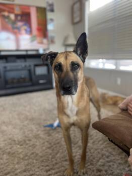 Belgian Shepherd Malinois and Husky Dogs Available for Adoption in San Tan Valley, Arizona - Gunner | PetCurious