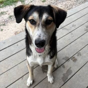 Husky and German Shepherd Dog Dogs Available for Adoption in Saluda, Virginia - Theodore (Theo) | PetCurious