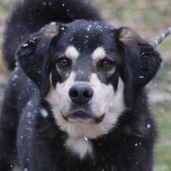 Shepherd Dogs Available for Adoption - Roo | PetCurious