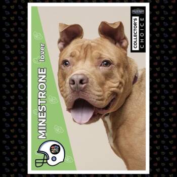 Mixed Breed Dogs Available for Adoption in Pittsburgh, Pennsylvania - Minestrone | PetCurious