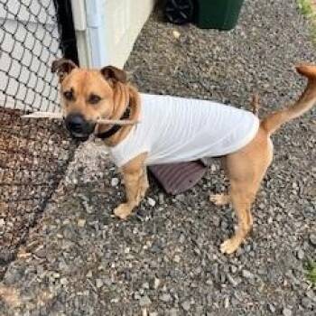 Rescue Boxer and Mastiff Dogs for Adoption in Friday Harbor, Washington - Kiki (Courtesy Post) | PetCurious