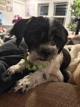 Shih Tzu Dogs Available for Adoption - Craig | PetCurious