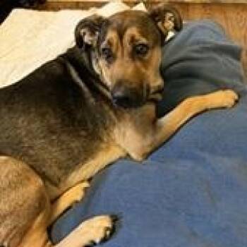 Shepherd Dogs Available for Adoption in Birmingham, Michigan - ELOISE- Needs A Foster/forever Home! | PetCurious
