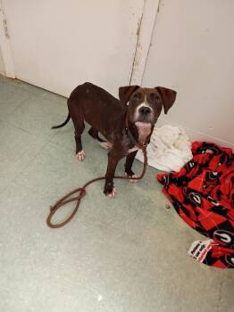 Reese -  Staffordshire Bull Terrier and American Staffordshire Terrier Dog for Adoption in Albany, Georgia - Reese | PetCurious