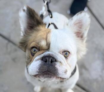 Rescue French Bulldog Dogs for Adoption in San Ramon, California - Blake | PetCurious