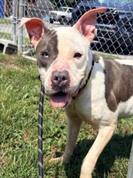 LADY -  Pit Bull Terrier Dog for Adoption in Hagerstown, Maryland - LADY | PetCurious