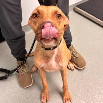 Sunshine -  Shepherd and Terrier Dog for Adoption in Abilene, Texas - Sunshine | PetCurious