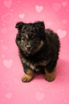 Corgi Dogs Available for Adoption - Zara | PetCurious