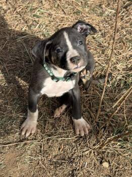 Boxer and Labrador Retriever Dogs Available for Adoption - Malachi | PetCurious