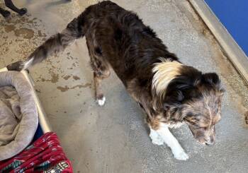 Rescue Australian Shepherd and Australian Cattle Dog Blue Heeler Dogs for Adoption in Bartlesville, Oklahoma - Biscuit | PetCurious
