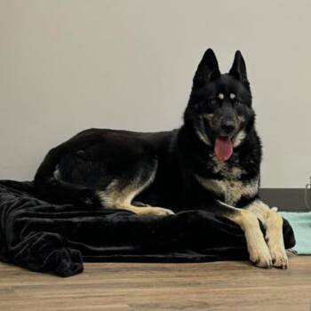 Shepherd and Mixed Breed Dogs Available for Adoption - BOBO  RESCUE Or Breed-Experienced Adopter ONLY! | PetCurious