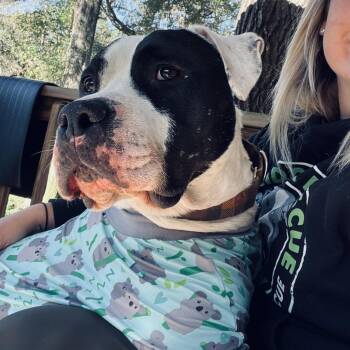 Pit Bull Terrier and American Staffordshire Terrier Dogs Available for Adoption in Klein, Texas - Davis | PetCurious