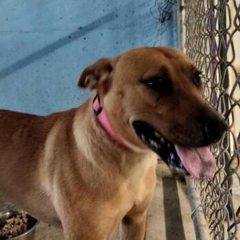 Lacey -  Mixed Breed Dog for Adoption in Brooksville, Kentucky - Lacey | PetCurious