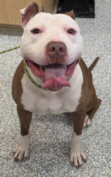 King -  Pit Bull Terrier Dog for Adoption in Stafford, Virginia - King | PetCurious