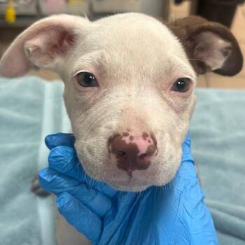 Isadora -  Pit Bull Terrier Dog for Adoption in Birmingham, Alabama - Isadora | PetCurious