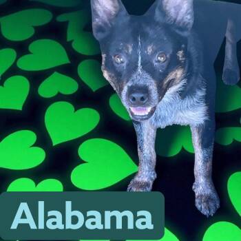 Alabama - Crate/Leash/House Trained. Good w dogs & cats -  Australian Cattle Dog Blue Heeler Dog for Adoption in Chuckey, Tennessee - Alabama - Crate/Leash/House Trained. Good W Dogs & Cats | PetCurious