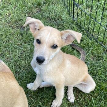 Blaze -  Chihuahua and Cattle Dog Dog for Adoption in Addison, Illinois - Blaze | PetCurious