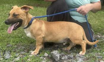 Terrier Dogs Available for Adoption in Wetumpka, Alabama - 260560  Blake | PetCurious